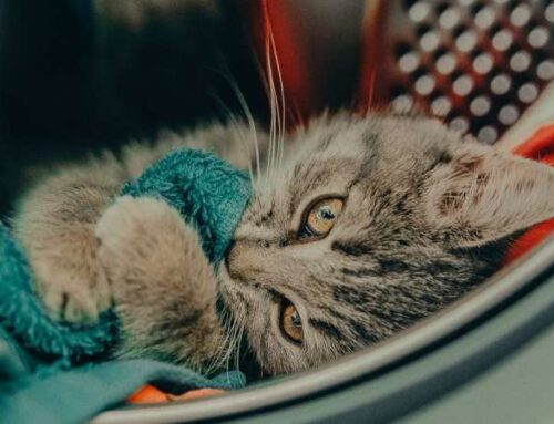 Что делать, если у кошки кишечное расстройство? Отвечает ветеринарный врач