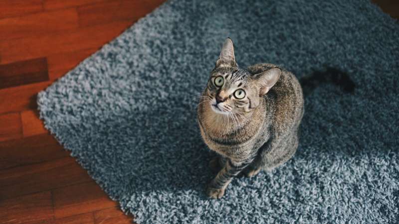 Понос у котов и кошек: предпосылки и исцеление