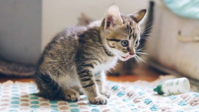 Как отлучить котенка от мамы. 5 шагов - Круглосуточная ветеринарная клиника  Вет-Дух