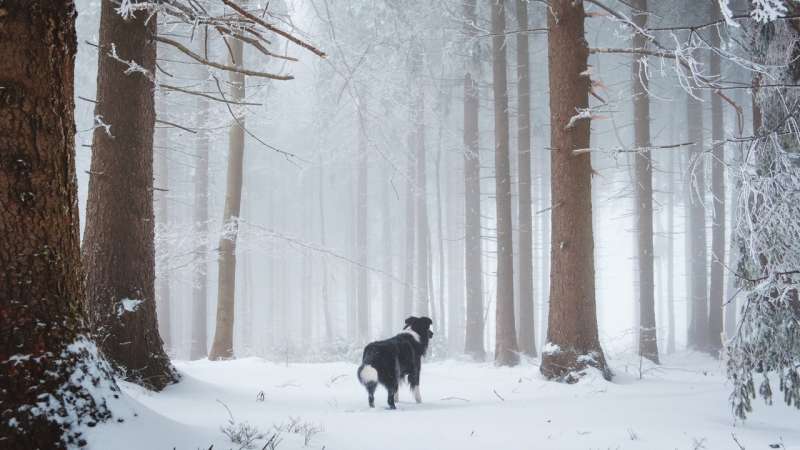 Раскрыт секрет, почему собаку нельзя оставлять на улице в зимнюю пору