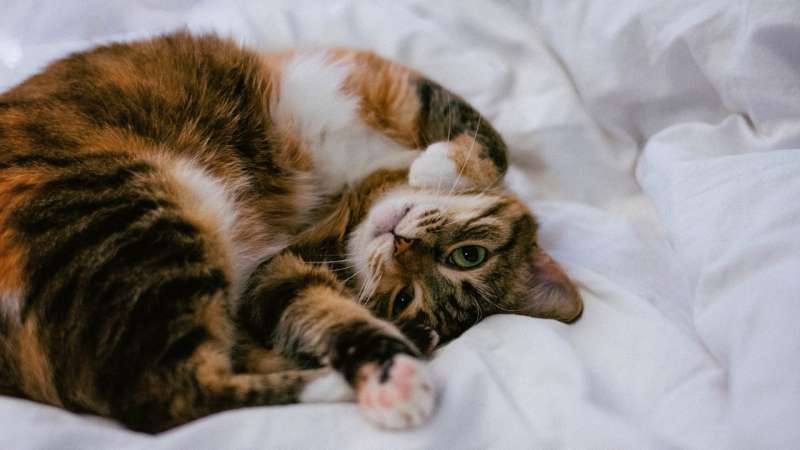 Приобретенная почечная дефицитность у кошек: признаки и исцеление