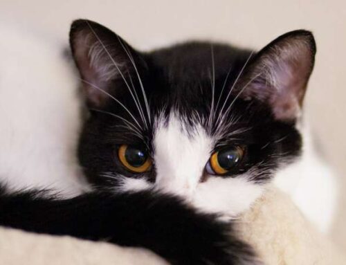 5 нежданных вещей, которые кардинальным образом различают кошек от людей
