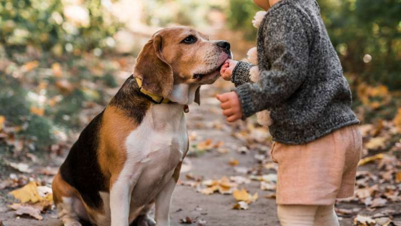 7 советов, как выстроить крепкую связь меж ребенком и собакой