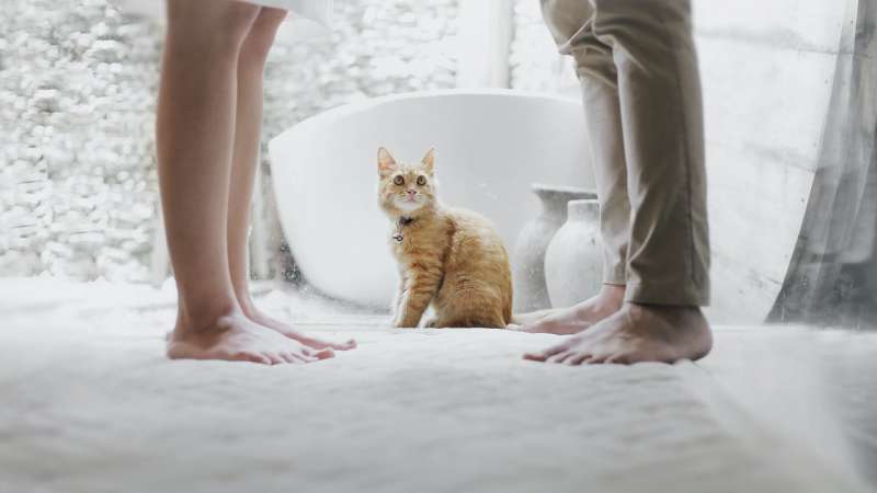 Фут-фетиш. Почему кошки без разума от наших ног - Круглосуточная  ветеринарная клиника Вет-Дух