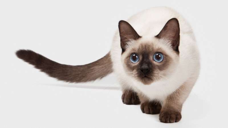 Породы кошек с голубыми очами. Колор-пойнты и их потомки