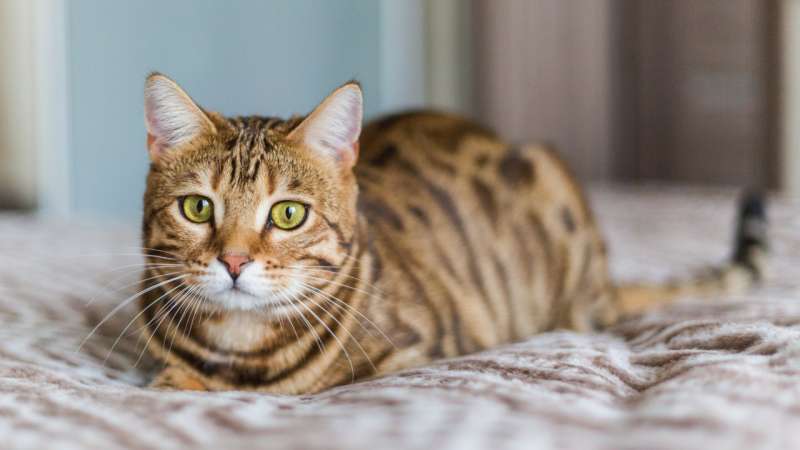Стерилизация кошки. Вопросы, которые могут появиться у каждого -  Круглосуточная ветеринарная клиника Вет-Дух