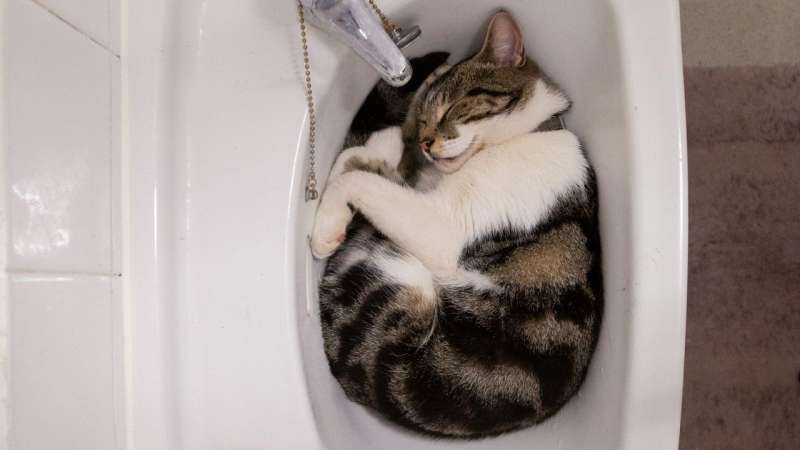 Почему кошки любят лежать в раковине?