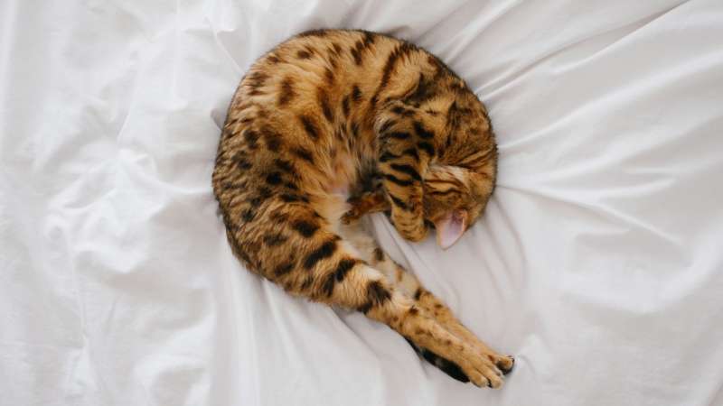 Сколько часов дремлют кошки и почему?