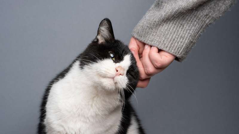 Каких людей любят кошки. 7 признаков безупречного владельца